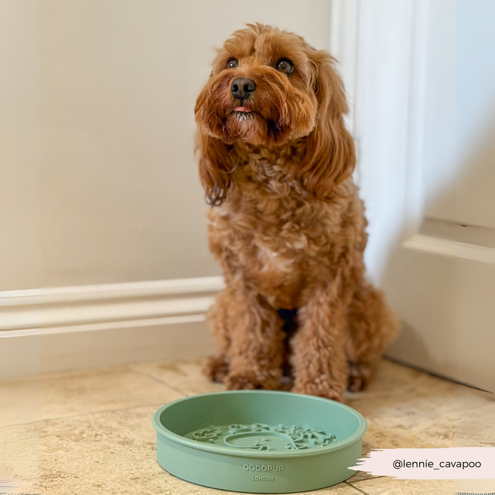 Silicone Slow Feed Dog Bowl - Dinopaws & Flowers