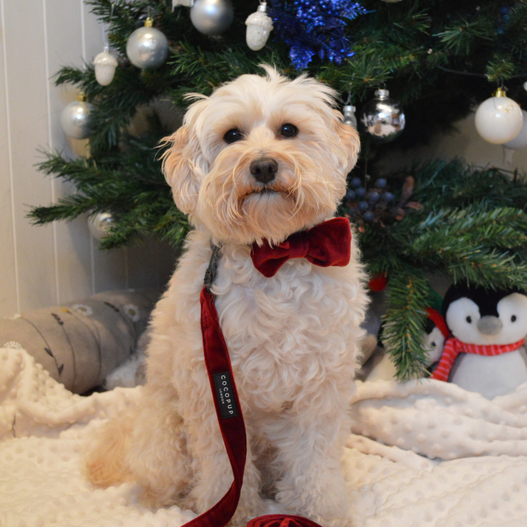 Luxe Velvet Bow Tie - Berry Red