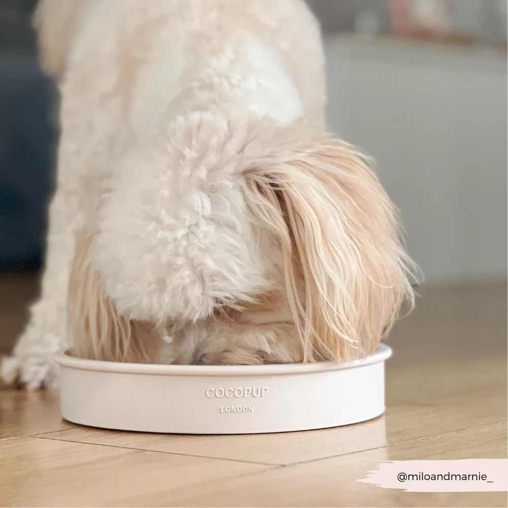 Silicone Slow Feed Dog Bowl - Dinopaws & Flowers