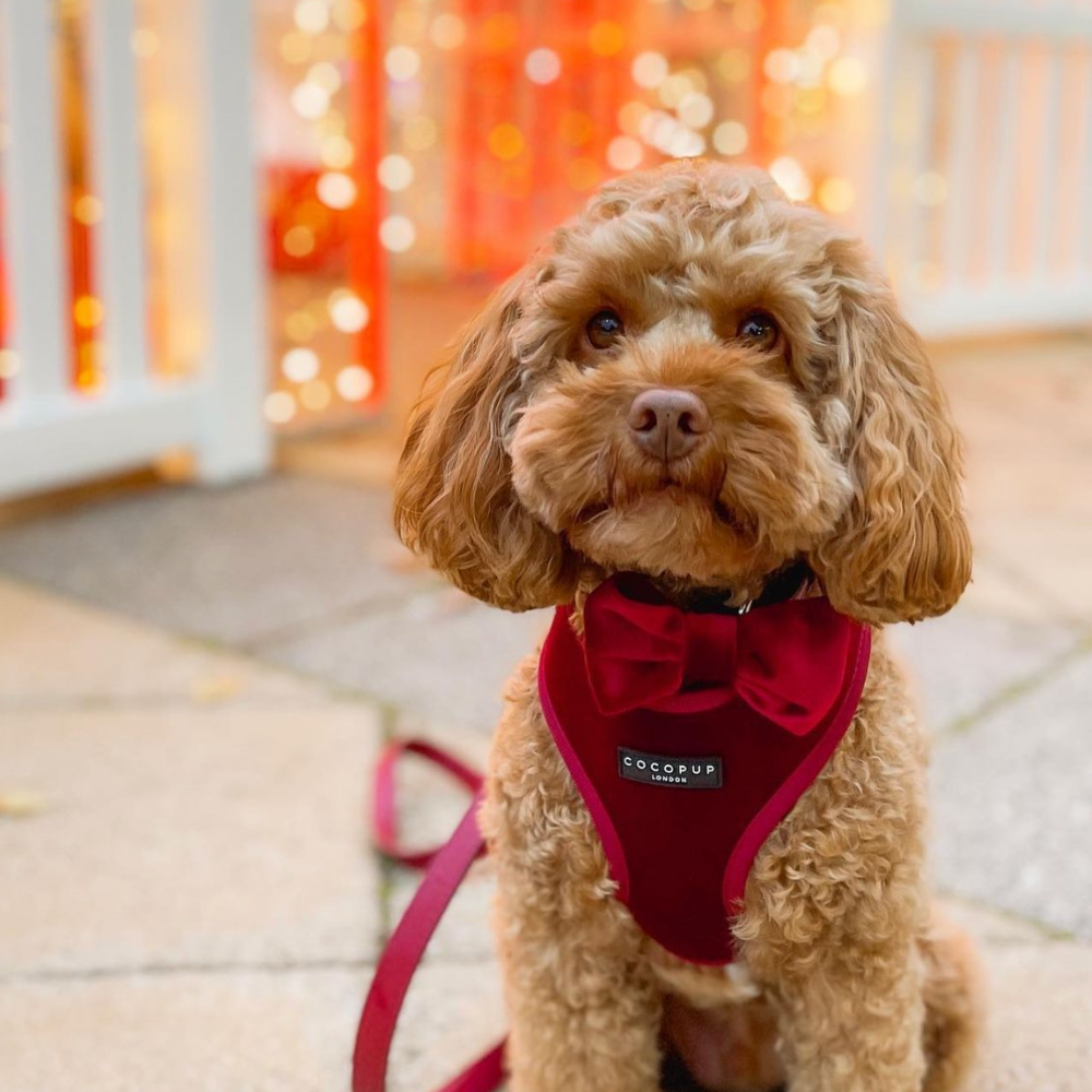 Luxe Velvet Bow Tie - Berry Red