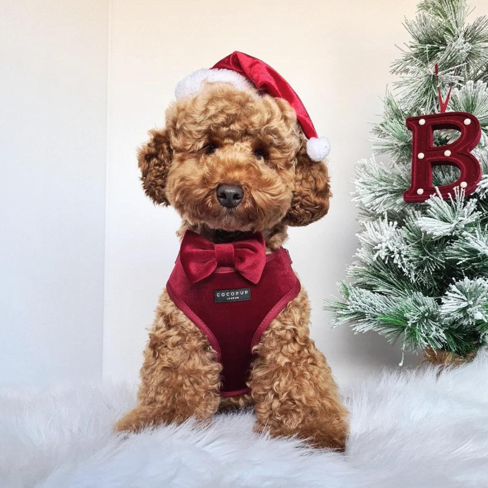 Luxe Velvet Bow Tie - Berry Red